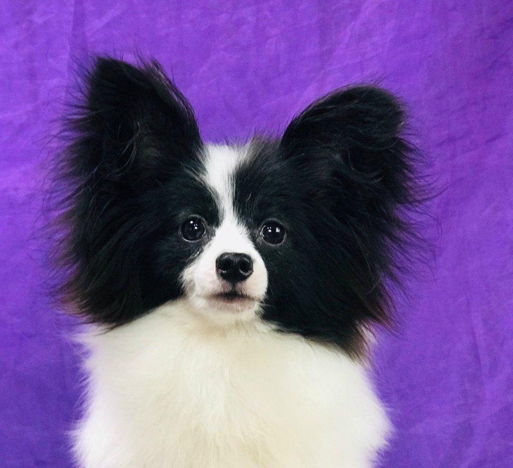 パピヨン ショータイプ子犬譲ります。パピヨンのトップブリーダー